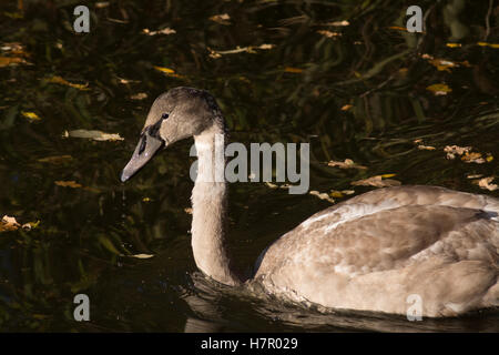 Cygnet 'Cygnus olor' nella luce del mattino al Laghetto della flotta nella Riserva Naturale del Hampshire, Inghilterra Foto Stock