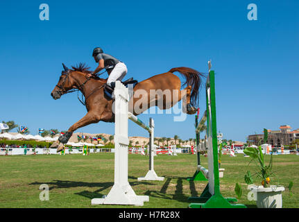 Cavallo e cavaliere competere in un showjumping equestre competizione sportiva saltando ostacoli all'aperto Foto Stock