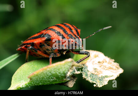Rosso e nero striped Stink bug (Graphosoma lineatum) su una foglia Foto Stock