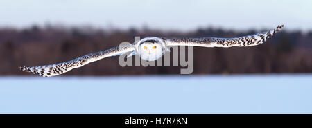 Civetta delle nevi vola basso su un open campo nevoso in Canada Foto Stock