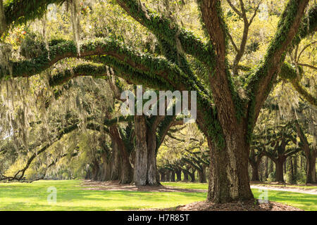 Live Oaks piantato nel 1743, Boone Hall Plantation e giardini vicino a Charleston, Mt Pleasant, South Carolina, STATI UNITI D'AMERICA Foto Stock