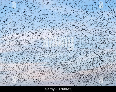 Cielo pieno di storni uccelli durante un murmuration in Aberystwyth, Wales UK.