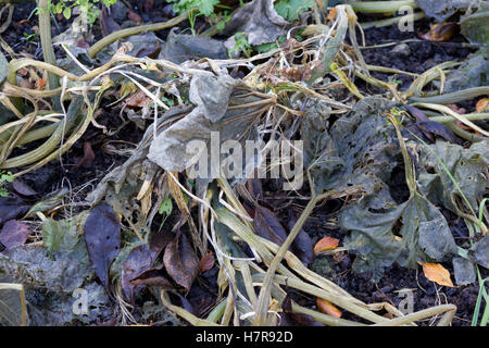 Impianto di zucchine uccisi dal gelo Foto Stock