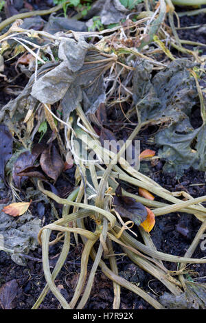 Impianto di zucchine uccisi dal gelo Foto Stock