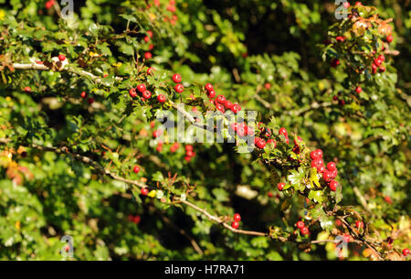 Bacche rosse o, più correttamente, pomes, di biancospino (Crataegus monogyna) in autunno il richiamo degli uccelli che distribuiscono i semi. Bedgebury Forest, Ken Foto Stock