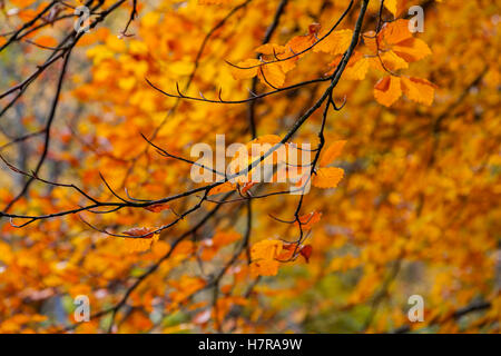 Immagine luminosa di piante in autunno. Sfondo stagionali. Foto Stock
