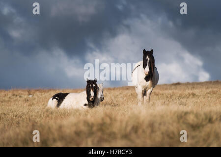 Wild Welsh mountain pony sul Black gamma della montagna nel Parco Nazionale di Brecon Beacons, Wales, Regno Unito Foto Stock