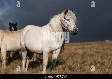 Wild Welsh mountain pony sul Black gamma della montagna nel Parco Nazionale di Brecon Beacons, Wales, Regno Unito Foto Stock