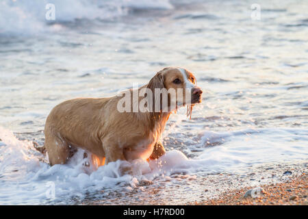 Cane giocando bastoni sulla spiaggia ghiaiosa Foto Stock