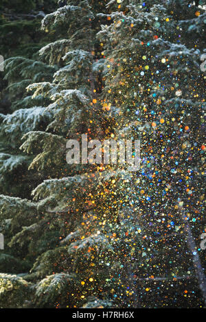 Una situazione molto insolita di cristalli di ghiaccio che cadono da alberi smerigliati e scintilla nel basso pomeriggio luce del sole che poi ha prodotto piccolo... Foto Stock