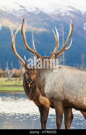 Captive coppia di bull Rocky Mountain elk (Cervus canadensis nelsoni) fare un po' di gioco di lotta all'Alaska Wildlife Conservation Centre Foto Stock