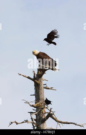 Un aquila calva (Haliaeetus leucocephalus) viene molestato da una cornacchia nella zona di Portage in primavera mentre è seduto su un acqua salata ucciso tree Foto Stock