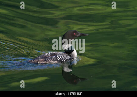 Un adulto Loon comune (Gavia immer) nuota nelle acque del lago del vertice sulla Penisola di Kenai in estate il centro-sud della Alaska Foto Stock