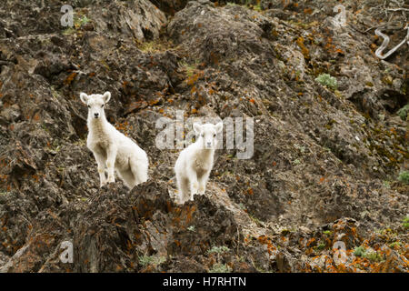 Dall pecore (ovis dalli) agnelli in Chugach Mountains vicino la Seward Highway nel ventoso punto zona Miglio 107 Seward Highway, il centro-sud della Alaska Foto Stock