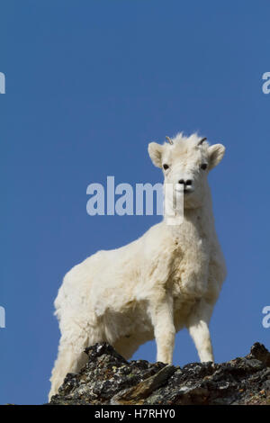 Dall pecore (ovis dalli) agnello, Chugach Mountains vicino la Seward Highway nel ventoso punto zona Miglio 107, South-central Alaska Foto Stock