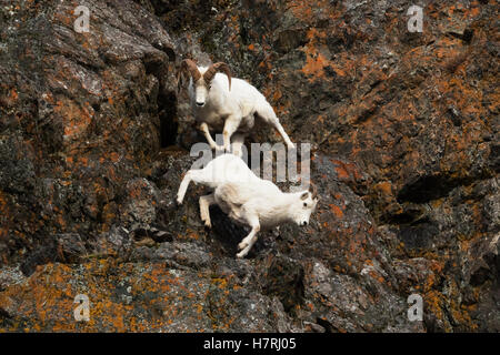 Pecora di dall (Ovis Dalli) RAM insegue un Ewe attraverso le rocce durante la stagione autunnale di rutting per l'allevamento, Chugach Montagne, Alaska sud-centrale ... Foto Stock