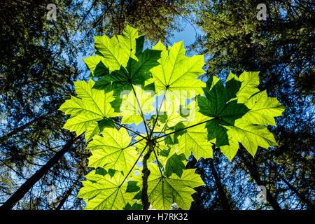 La parte inferiore di Devil's Club (Echinopanax horridum) retroilluminati da Sun nel mite foresta pluviale della Penisola di Kenai vicino a Seward, sud-centrale di Alaska Foto Stock