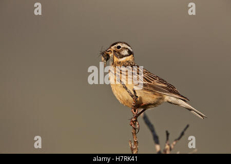 Smith's Longspur (Calcarius Pictus) femmina con bocca piena di insetti arroccati in felt-Leaf Willow (Salix Alaxensis) Bush, in tundra artica, ... Foto Stock