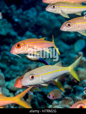 Yellowfin goatfish (Mulloidichthys Vanicolensis) alla presenza di Un hawaian Cleaner Wrasse (Labroides Phthirophagus), un pesce hawaiano endemico Sp... Foto Stock