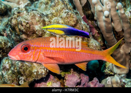 Pesce capretto pinna gialla (Mulloidichthys Vanicolensis) con Un wrasse hawaiano (Labroides Phthirophagus), Un pesce endemico hawaiano, hover vicino A un Re... Foto Stock