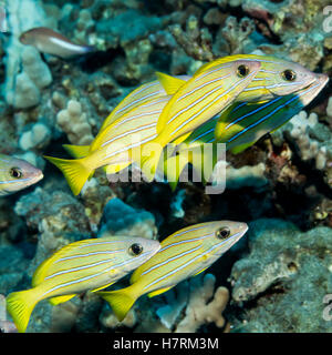 Bluestripe Snapper (Lutjanus kasmira) schooled presso Garden Eel Cove, Costa di Kona; Kona, isola di Hawaii, Hawaii, STATI UNITI D'AMERICA Foto Stock