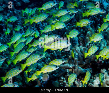 Bluestripe Snapper (Lutjanus kasmira) schooled presso Garden Eel Cove, Costa di Kona; Kona, isola di Hawaii, Hawaii, STATI UNITI D'AMERICA Foto Stock