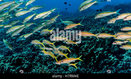 Tonno albacora Goatfish (Mulloidichthys vanicolensis) schooled fuori della costa di Kona; Kona, isola di Hawaii, Hawaii, STATI UNITI D'AMERICA Foto Stock