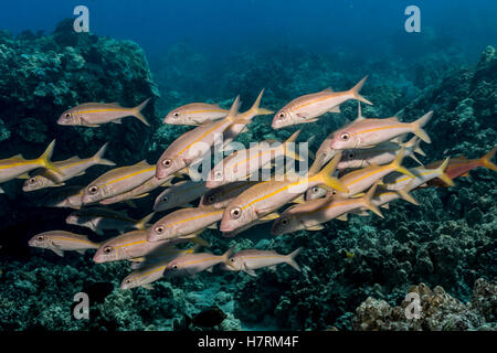 Tonno albacora Goatfish (Mulloidichthys vanicolensis) schooled fuori della costa di Kona; Kona, isola di Hawaii, Hawaii, STATI UNITI D'AMERICA Foto Stock