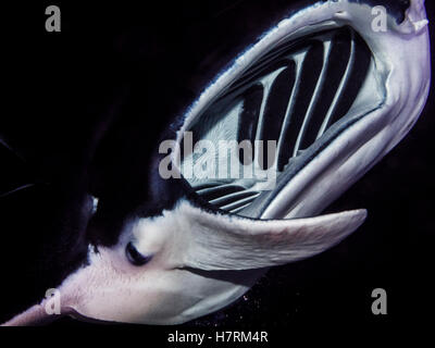 Vista di testa di un Coastal Manta Ray (Manta alfredi) subacquea scattata mentre scuba diving della costa di Kona durante la notte Foto Stock