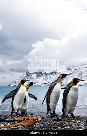 Quattro re pinguini (Aptenodytes patagonicus) su una spiaggia a piedi in una riga Foto Stock