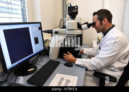 Duesseldorf, Germania. 08 Nov, 2016. Biologo Bernd Schwanke esamina campioni sotto un microscopio a Duesseldorf in Germania, 08 novembre 2016. Lo stato dell'Agenzia ambientale del Land Renania settentrionale-Vestfalia ha svelato un laboratorio speciale appositamente creato per lo studio della Legionella. La nuova struttura di ricerca è la prima appartenente allo stato progettato per l'esame dei batteri pericolosi. Foto: Federico Gambarini/dpa/Alamy Live News Foto Stock