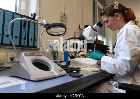 Duesseldorf, Germania. 08 Nov, 2016. Assistente di laboratorio Marinja Niggemann funziona con petridishes contenente i batteri della legionella in Duesseldorf, Germania, 08 novembre 2016. Lo stato dell'Agenzia ambientale del Land Renania settentrionale-Vestfalia ha svelato un laboratorio speciale appositamente creato per lo studio della Legionella. La nuova struttura di ricerca è la prima appartenente allo stato progettato per l'esame dei batteri pericolosi. Foto: Federico Gambarini/dpa/Alamy Live News Foto Stock