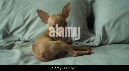 Primo piano della cute zenzero Miniature pinscher cucciolo cercando la telecamera mentre recante sul letto Foto Stock