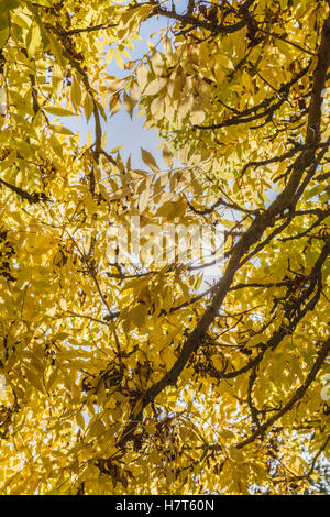 Il Frassino con Giallo Foglie di autunno retroilluminati da Sun Foto Stock