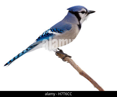 Un bluejay orgogliosamente appollaiata sul ramo. Isolato su uno sfondo bianco. Foto Stock