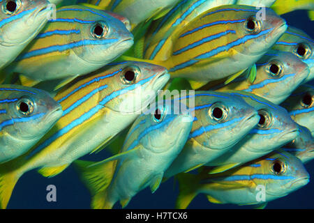 Close-up di scuola di Bluelined Lutiani (Lutjanus Kasmira).Mansuar Raja Ampat, Indonesia Foto Stock