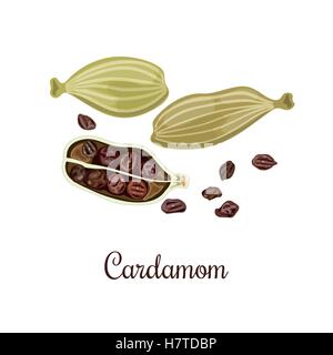 Il cardamomo Spice. Condimento culinario. Illustrazione Vettoriale