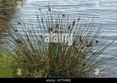 Juncus acutus, la spinosa rush o Sharp rush, dalla famiglia Juncaceae. Sulla riva di un lago italiano (Lago lungo), Fondi, Foto Stock