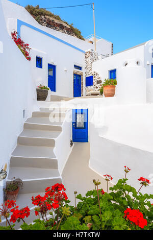 Fiori in primo piano e le fasi di tipiche case greche a Imerovigli villaggio sull isola di Santorini, Grecia Foto Stock