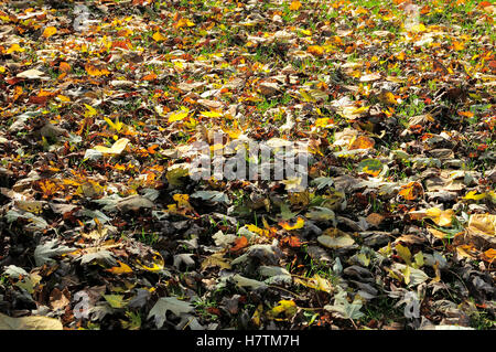 Prato di foglie in necessità di rastrellamento Foto Stock