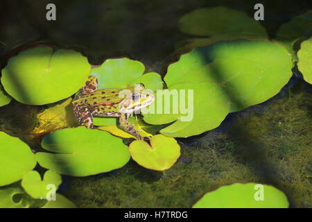 Rana verde (Pelophylax esculentus) seduto sul giglio di acqua. Foto Stock