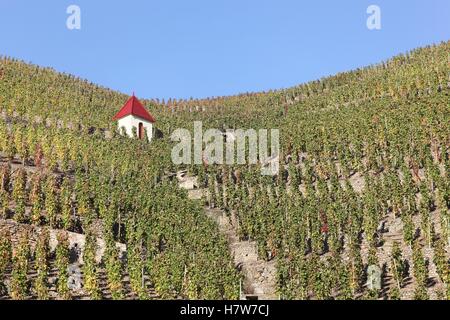 Vigneti della Côte Rotie in Francia Foto Stock