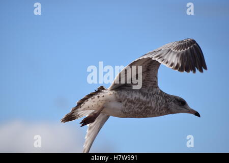 Un anello di teenager-fatturati gabbiano in volo. Foto Stock