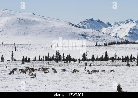 Vista nevoso di una mandria di caribù vicino al park road a inizio primavera, Parco Nazionale di Denali, Interior Alaska, STATI UNITI D'AMERICA Foto Stock