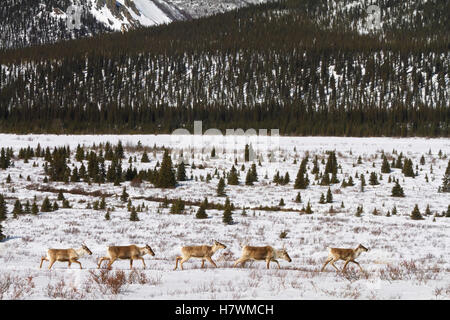 Vista nevoso di una mandria di caribù vicino al park road a inizio primavera, Parco Nazionale di Denali, Interior Alaska, STATI UNITI D'AMERICA Foto Stock