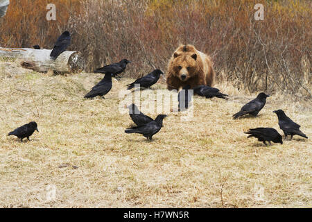 Captive Grizzly Bear mangiare carne con Un gregge di Ravens cercando di rubare alcuni scarti presso l'Alaska Wildlife Conservation Center a Portage, Alaska. ... Foto Stock