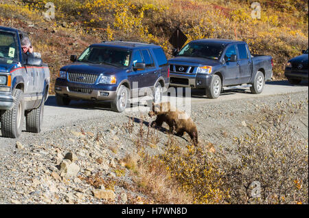 Un orso Grizzly arresta il traffico sulla strada del parco vicino Eielson durante la lotteria della strada di settembre. Parco nazionale e riserva di Denali. Interno Alaska. Somma... Foto Stock