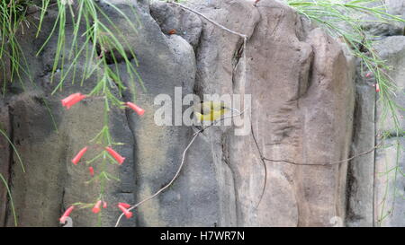 Wild Olive-backed Sunbird appollaiato vicino a una roccia Foto Stock