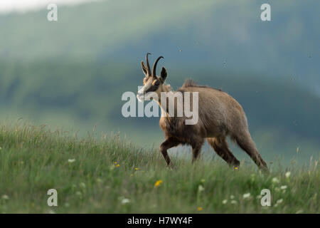 Camoscio alpino / Gaemse ( Rupicapra rupicapra ) camminando in salita, su verdi prati alpini, per foraggio, in splendidi dintorni, fauna selvatica, in Europa. Foto Stock