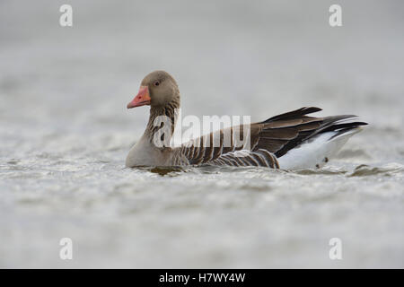 Greylag Goose / Graugans ( Anser anser ), un adulto, nuota nelle vicinanze, in mare aperto, vista laterale dettagliata, nell'oscurità, nel tempo, nella fauna selvatica, in Europa. Foto Stock